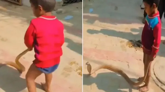 Dangerous Snake Stunt Video Goes Viral